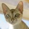 Singapura Katze