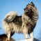 Wolfsspitz