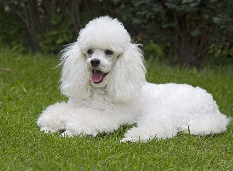 Der Zwergpudel im Rasseportrait ZooRoyal Magazin