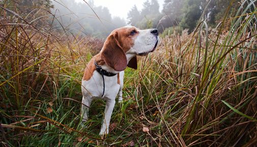 Fährtenarbeit für den Hund