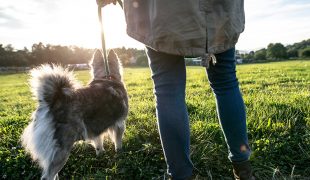 Hund beim Spaziergang auslasten