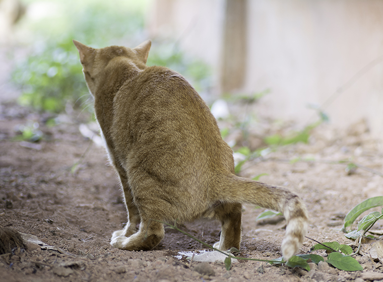 Harnwegserkrankungen Bei Der Katze Zooroyal Magazin