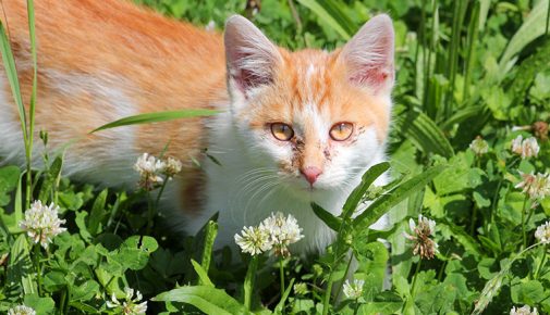 Katzenschnupfen