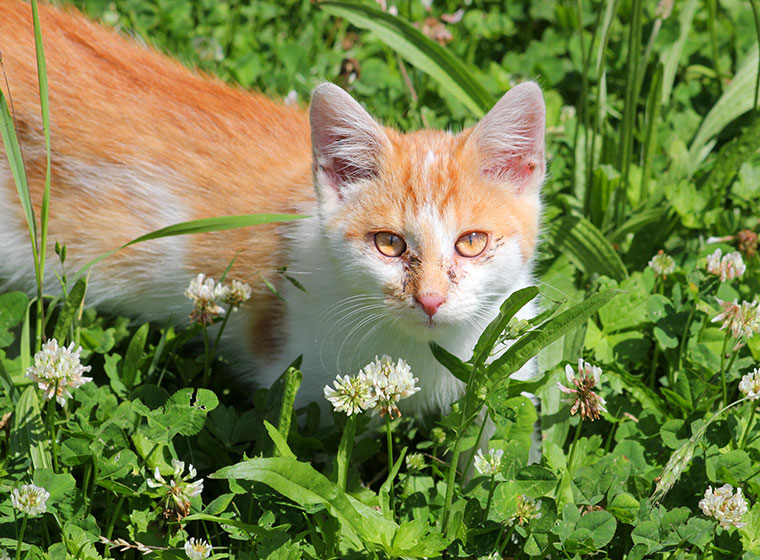 Katzenschnupfen Erkennen Und Behandeln Zooroyal Magazin