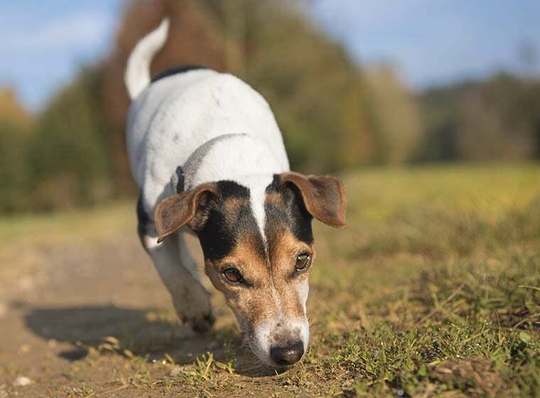 Nasenarbeit So Lernt Dein Hund Das Anzeigen Zooroyal Magazin