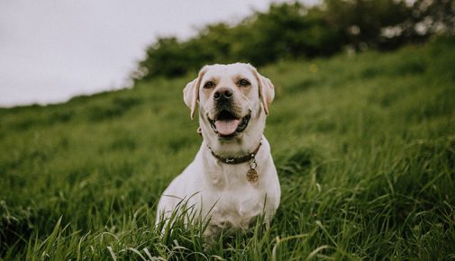 Naturheilkunde für Hunde