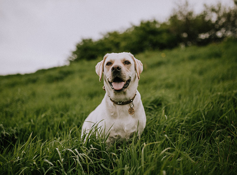 Naturheilkunde Für Hunde Immunsystem Stärken Zooroyal Magazin