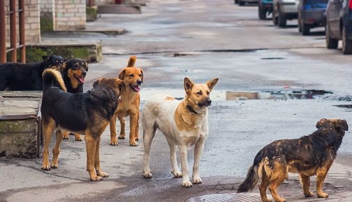 Straßenhunde