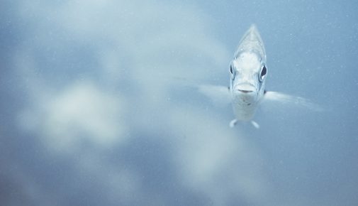 Wasserqualität im Aquarium