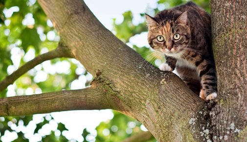 Wurmkur bei der Katze