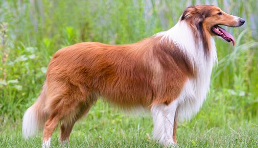 Collie