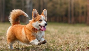 Corgi