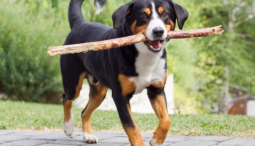 Entlebucher Sennenhund