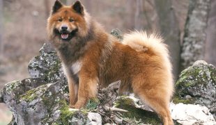 Eurasier