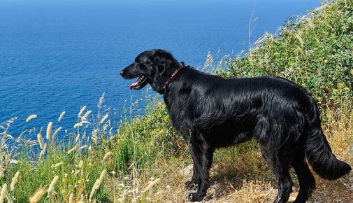 Flat Coated Retriever