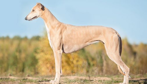 Greyhound