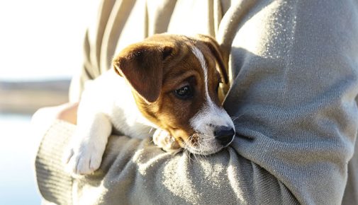 Hund zu viel Aufmerksamheit