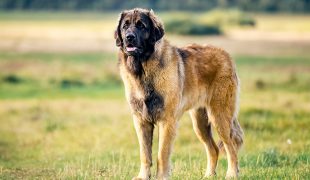 Leonberger