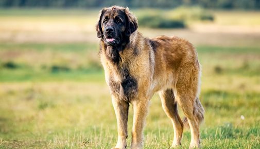 Leonberger