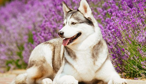 Aromatherapie für einen entspannten Hund