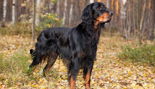 Gordon Setter