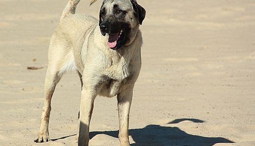 Kangal: Anatolischer Hirtenhund