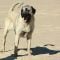 Kangal: Anatolischer Hirtenhund