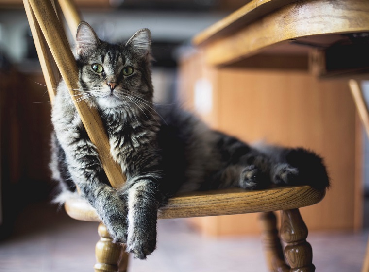 Baby Katze Ruft Nach Mama