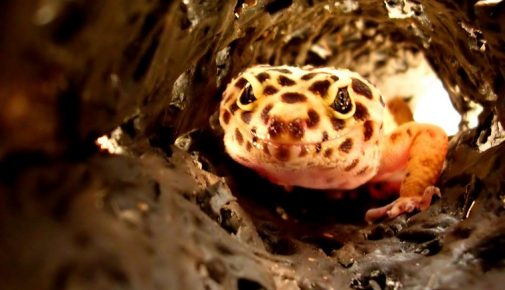 Leopardgeckos: Artgerechte Haltung