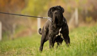 Mastino Napoletano