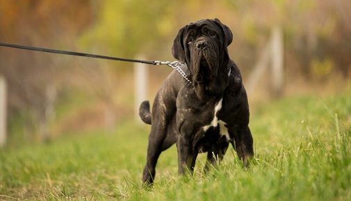 Mastino Napoletano