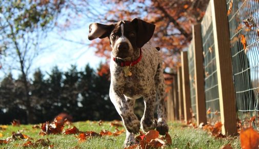 English Pointer