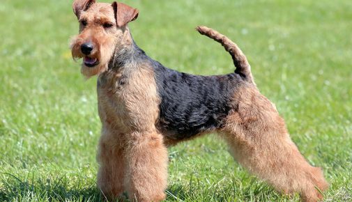 Welsh Terrier