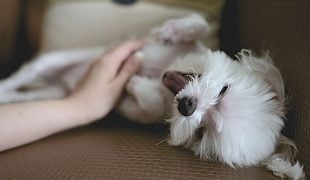 Hundepflege von Kopf bis Fuß