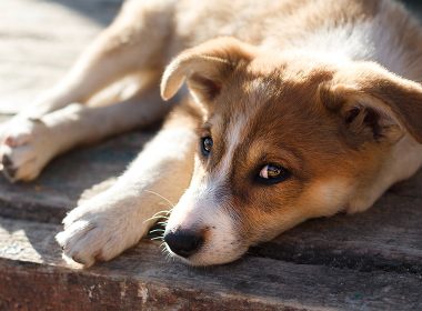 Hat mein Hund Schmerzen?