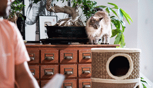 Katze eingewöhnen