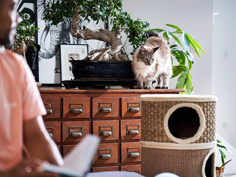 Katze eingewöhnen der Start ins neue Zuhause Infos & Tipps