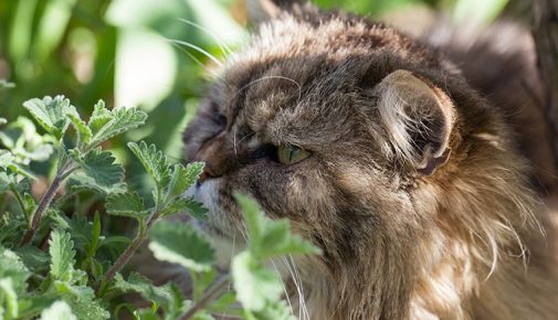 Katzenminze: So wirkt Catnip auf Katzen