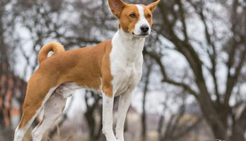 Basenji