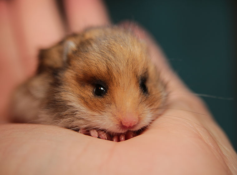 Goldhamster im Porträt