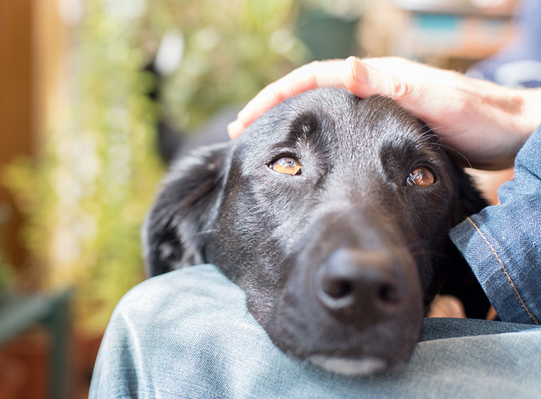Hund Mensch Team Tests Zeigen Warum Hunde Uns Brauchen