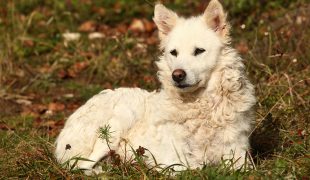 Mudi Schäferhund