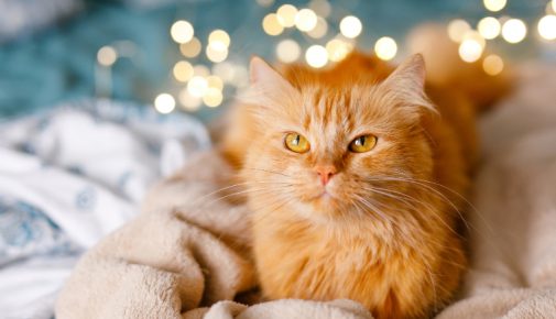 Silvester mit Katze