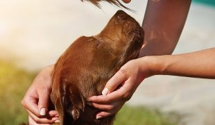 Mensch-Hund-Bindung