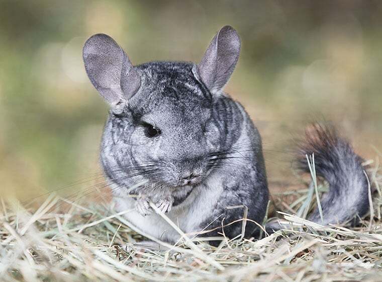 Der perfekte Chinchilla-Käfig | ZooRoyal Magazin
