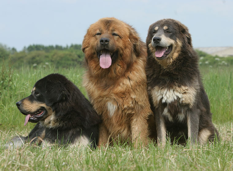 Do Khyi Im Rasseportrait Tibet Dogge Zooroyal Magazin