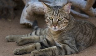 Falbkatze: Afrikanische Wildkatze