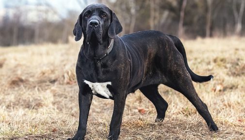 Fila Brasileiro