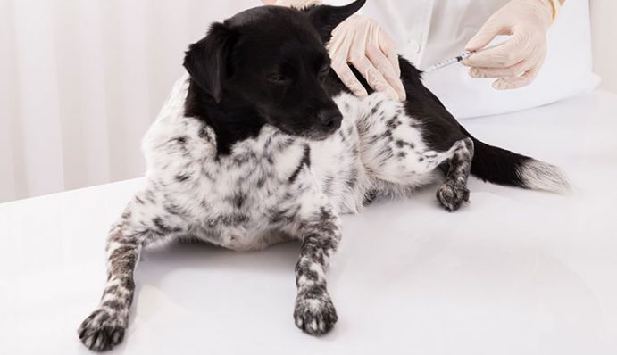 magendrehung hund überlebenschance