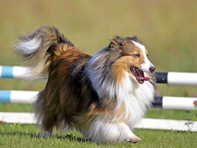 Shetland Sheepdog - Charakter, Größe & Erziehung | Steckbrief